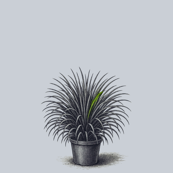 Dwarf Japanese Mondo Grass