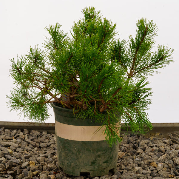 Dwarf Mountain Pine - Pine - Conifers