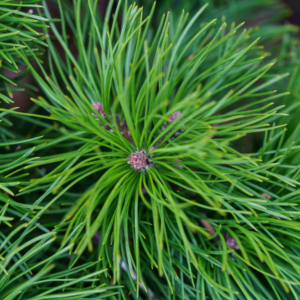 Dwarf Mountain Pine - Pine - Conifers