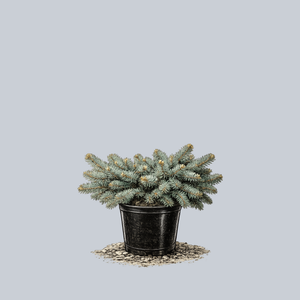 Dwarf Spreading Colorado Blue Spruce