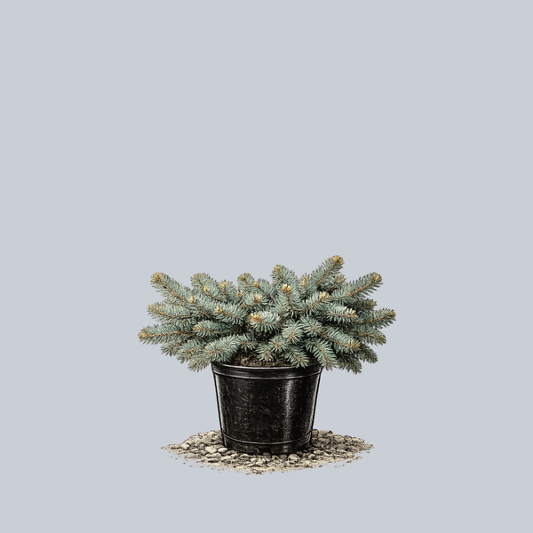 Dwarf Spreading Colorado Blue Spruce