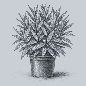 Dwarf Variegated Aucuba