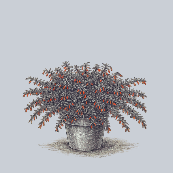 Dynamite Cigar Plant