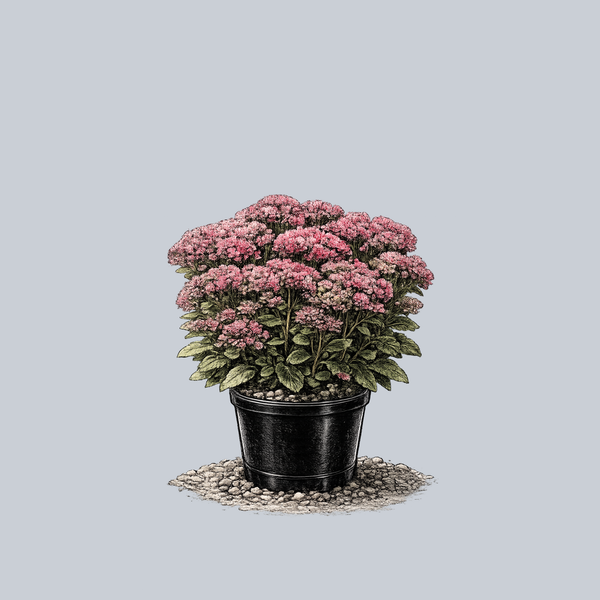 Dynomite Stonecrop