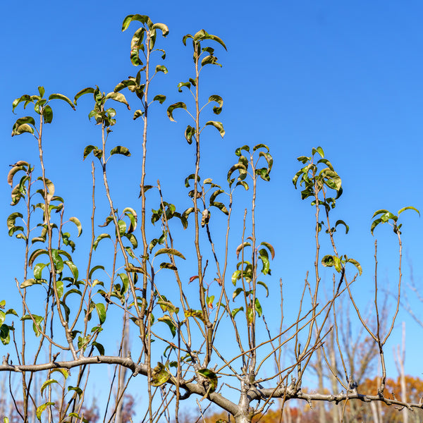 D'Anjou Pear Espalier