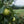 Load image into Gallery viewer, D&#39;Anjou Pear - Pear - Fruit Trees
