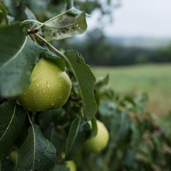D'Anjou Pear - Pear - Fruit Trees