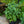 Load image into Gallery viewer, Dahlia
