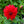 Load image into Gallery viewer, Dahlia
