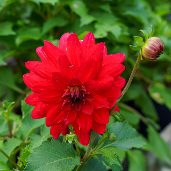 Dahlia