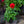 Load image into Gallery viewer, Dahlia
