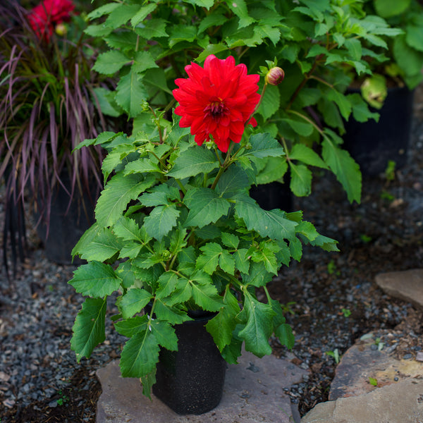Dahlia