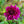 Load image into Gallery viewer, Dahlia
