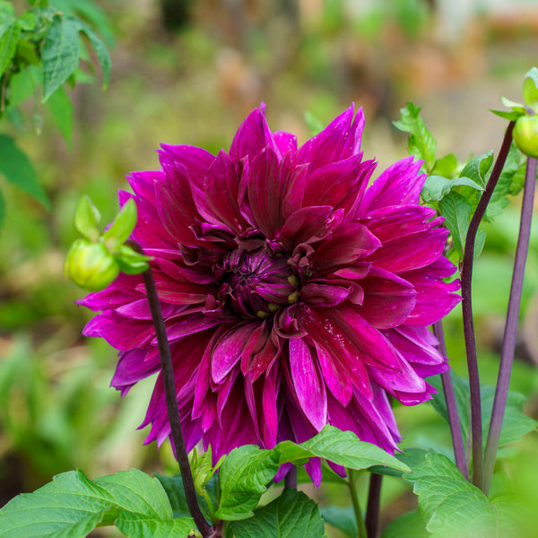 Dahlia
