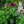 Load image into Gallery viewer, Dahlia
