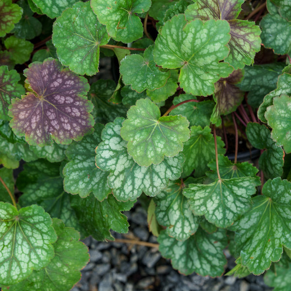 Dale's Strain Coral Bells