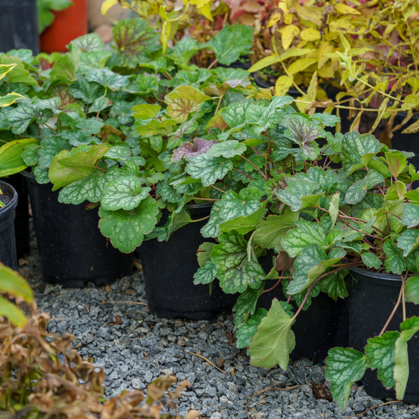 Dale's Strain Coral Bells