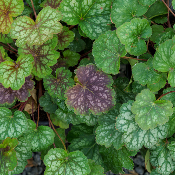 Dale's Strain Coral Bells