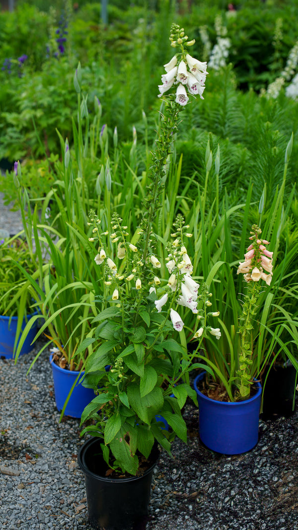 Dalmatian White Foxglove