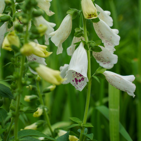 Dalmatian White Foxglove