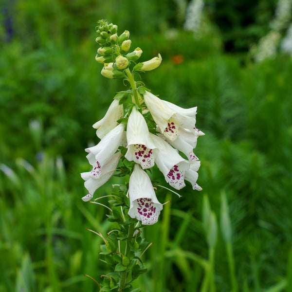 Dalmatian White Foxglove