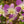 Load image into Gallery viewer, Dancing Lady Orchid
