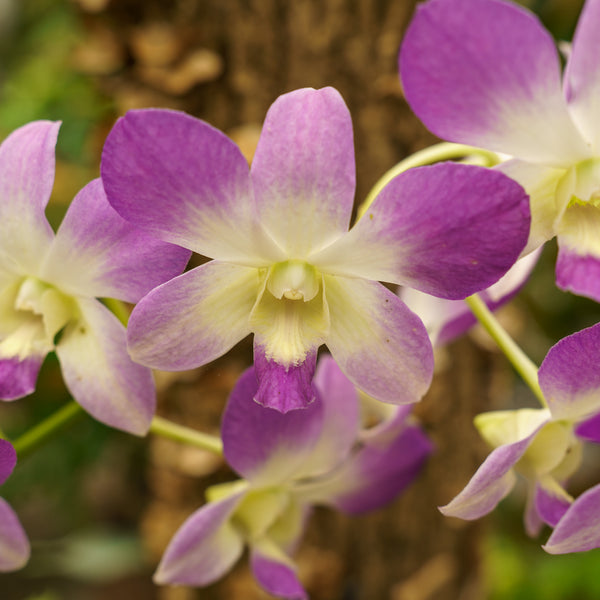 dancing lady succulent Dancing Lady Orchid – Plant Detectives