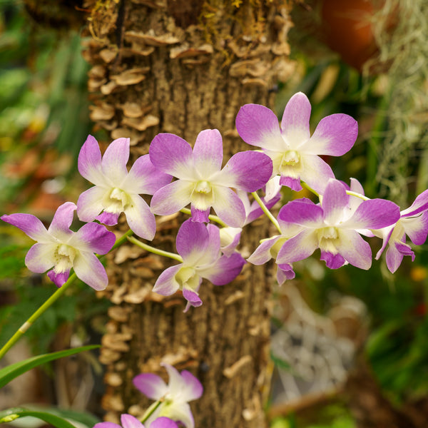 Dancing Lady Orchid