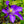 Load image into Gallery viewer, Daniel Deronda Clematis
