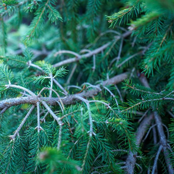 Dandylion Norway Spruce