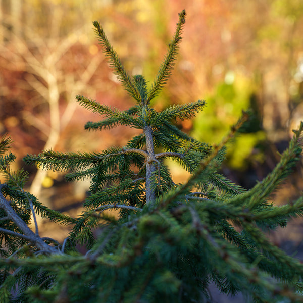 Dandylion Norway Spruce