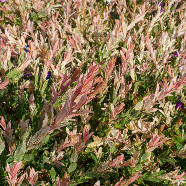 Dappled Willow - Other Shrubs - Shrubs