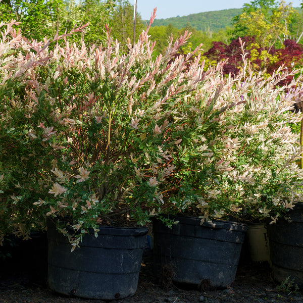 Dappled Willow - Other Shrubs - Shrubs