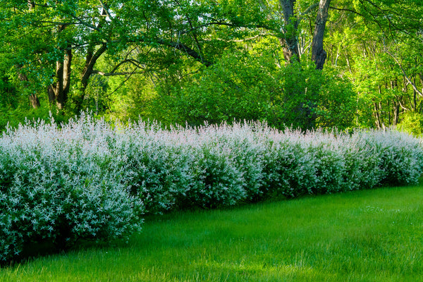 Dappled Willow - Other Shrubs - Shrubs