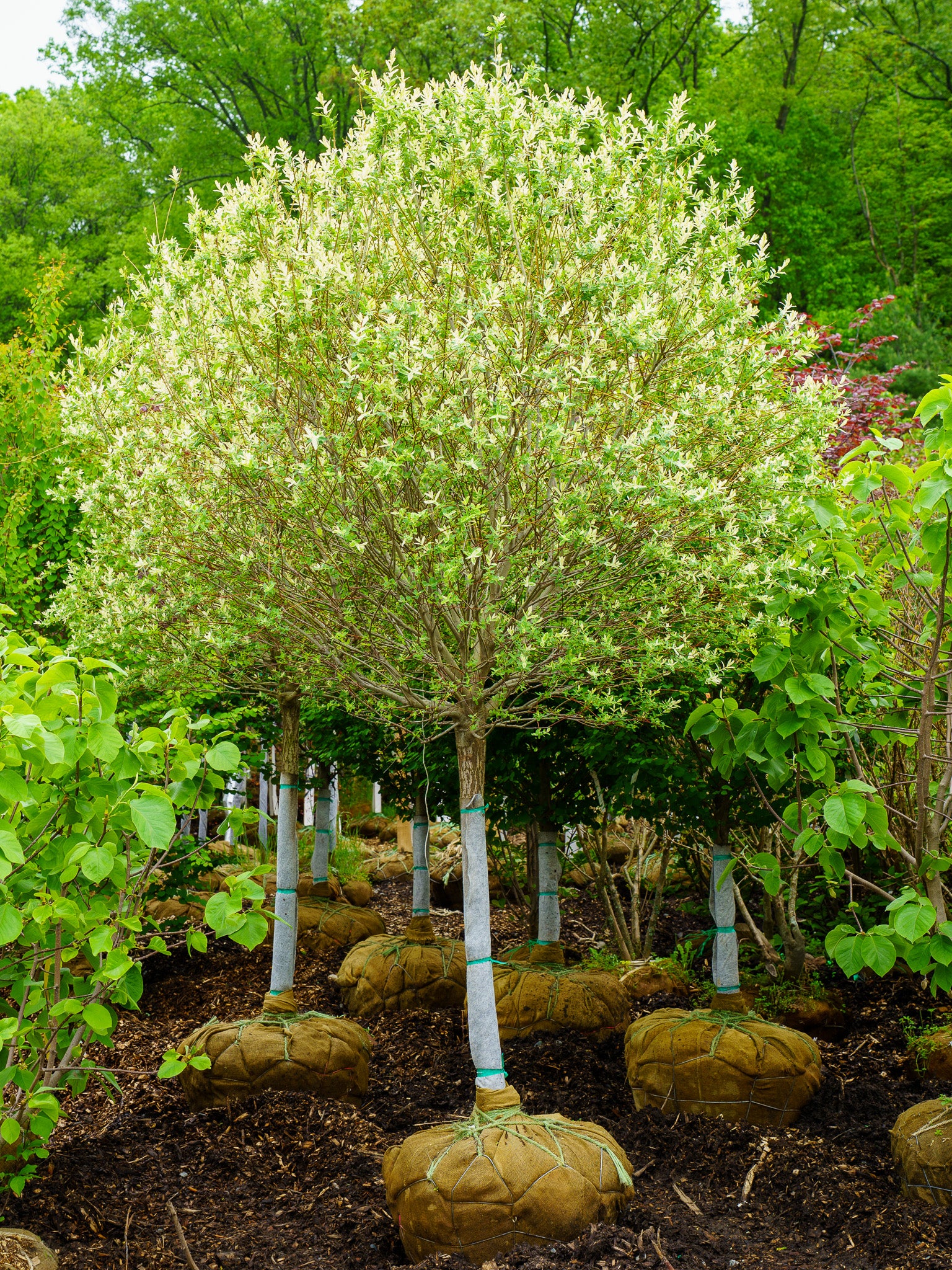 Plant of the Week - Dappled Willow – Plant Detectives