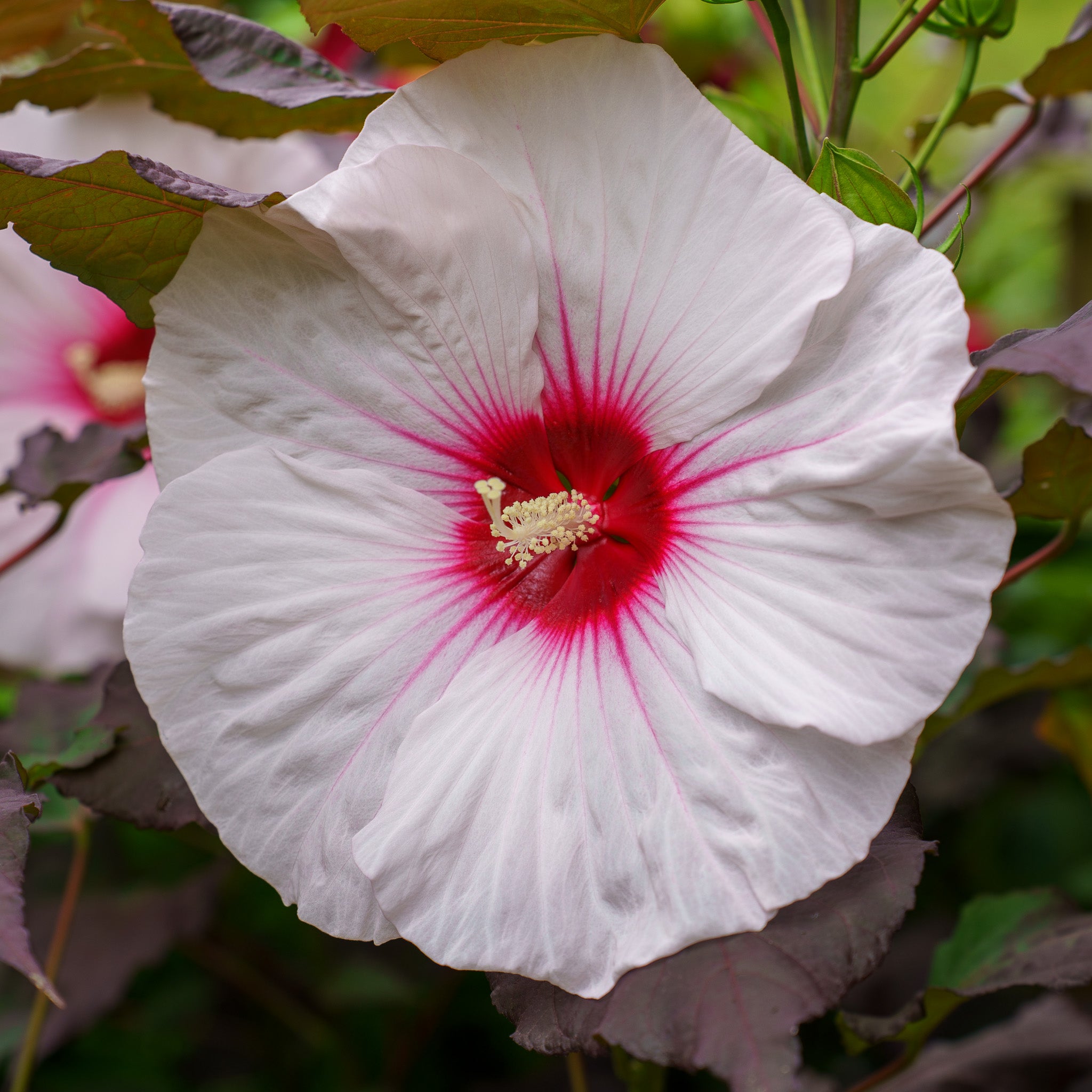 マイセンプラークハイビスカス Dark Mystery Hibiscus – Plant Detectives