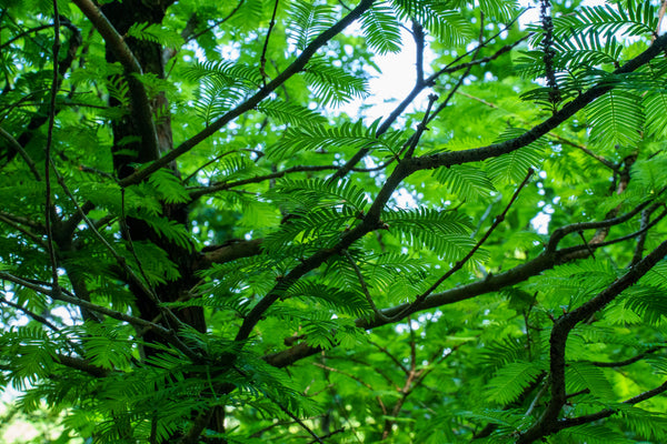 Dawn Redwood - Redwood - Conifers