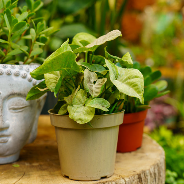 arrowhead pothos Dazzle Color Arrowhead Plant – Plant Detectives