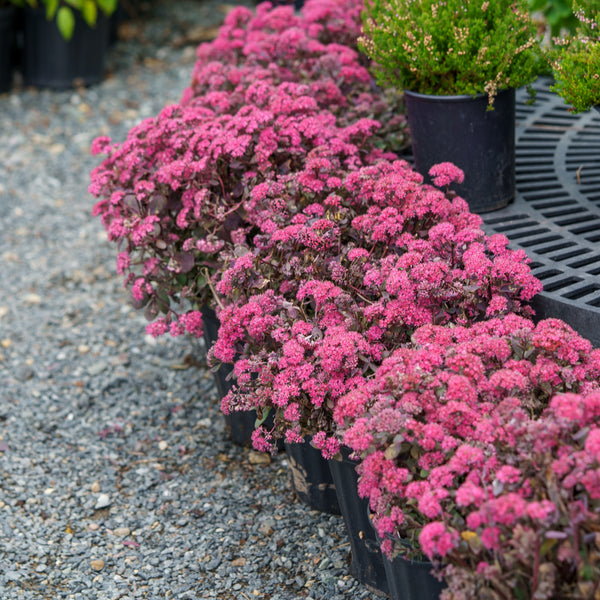 Dazzleberry Stonecrop