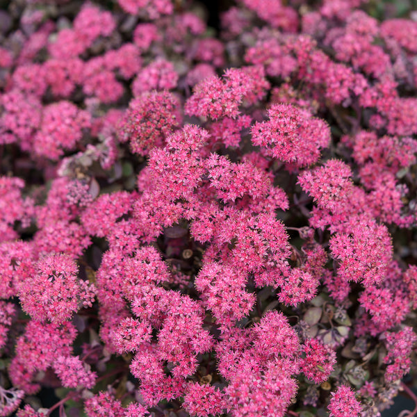 Dazzleberry Stonecrop