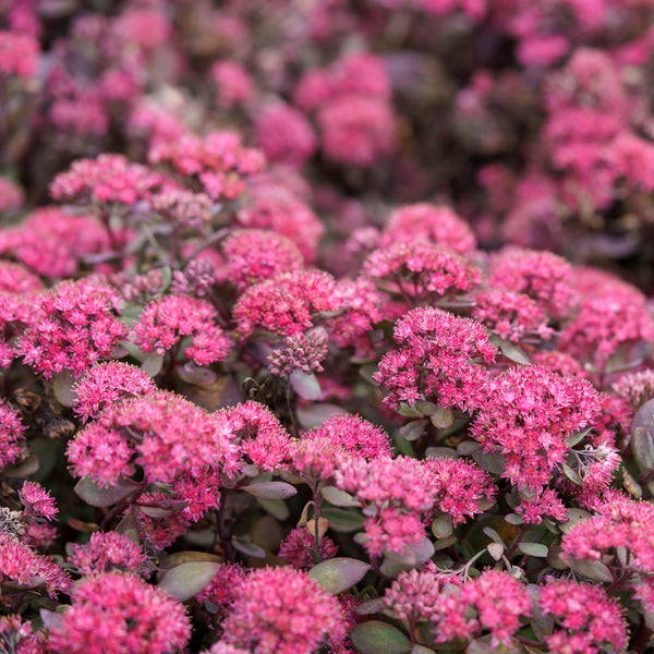 Dazzleberry Stonecrop