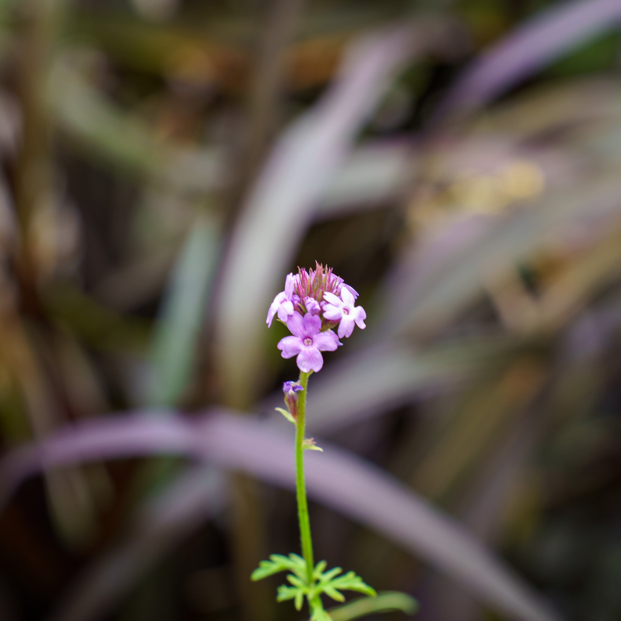 De La Mina Verbena – Plant Detectives