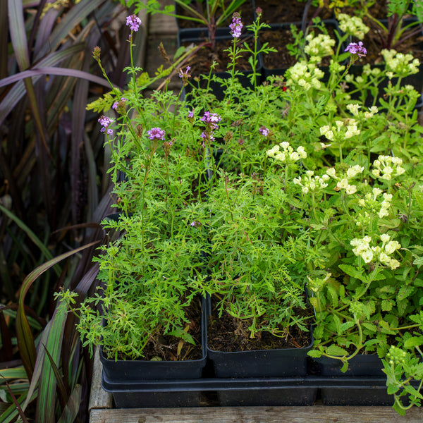 De La Mina Verbena
