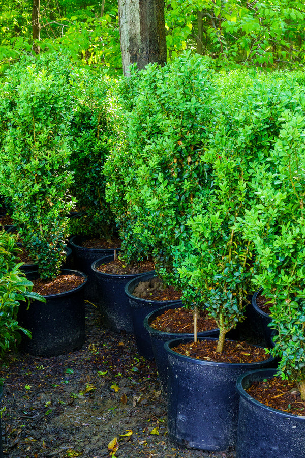 Dee Runk Boxwood - Boxwood - Shrubs