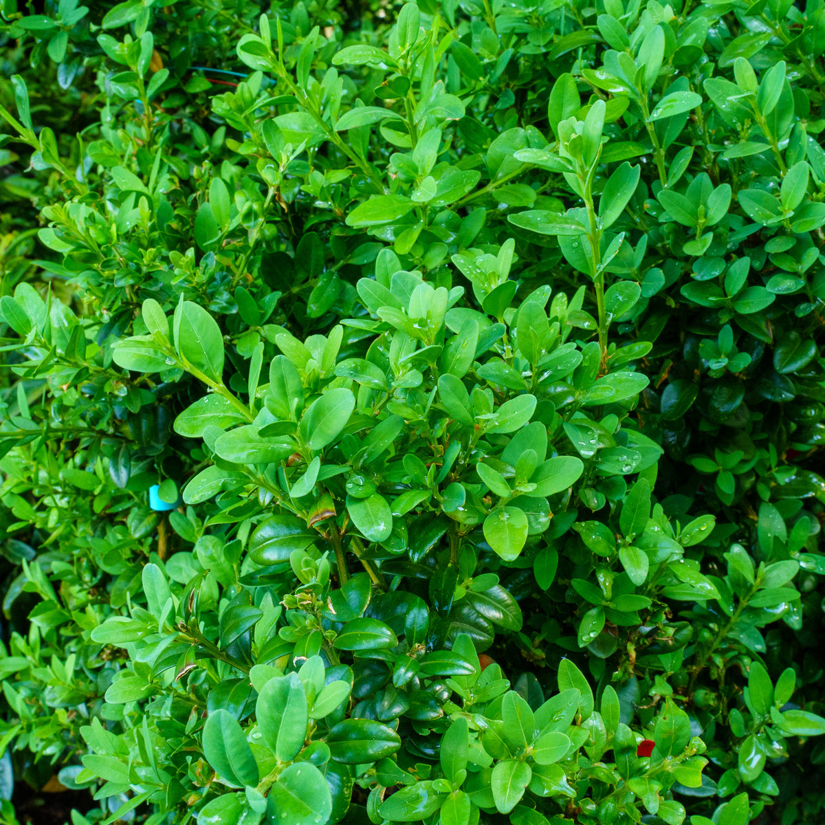 Dedee Ruck Dee Runk Boxwood – Plant Detectives