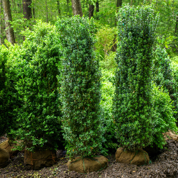 Dedee Ruck Dee Runk Boxwood – Plant Detectives