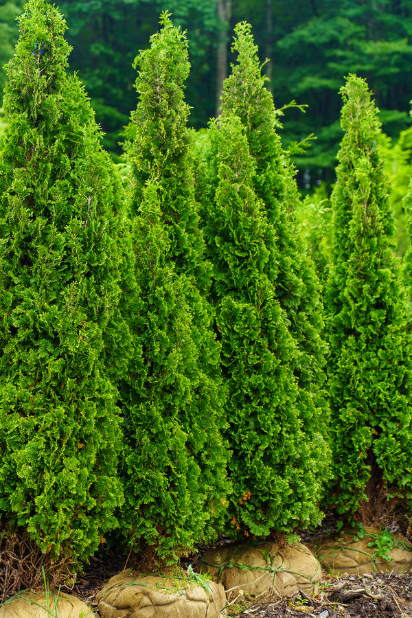 Degroot's Spire Arborvitae