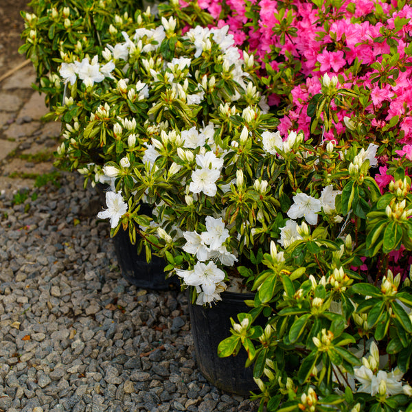 Deleware Valley White Azalea