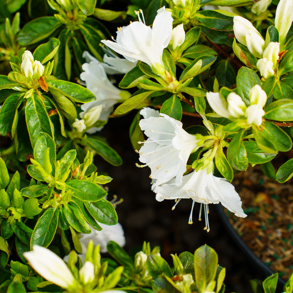 Deleware Valley White Azalea