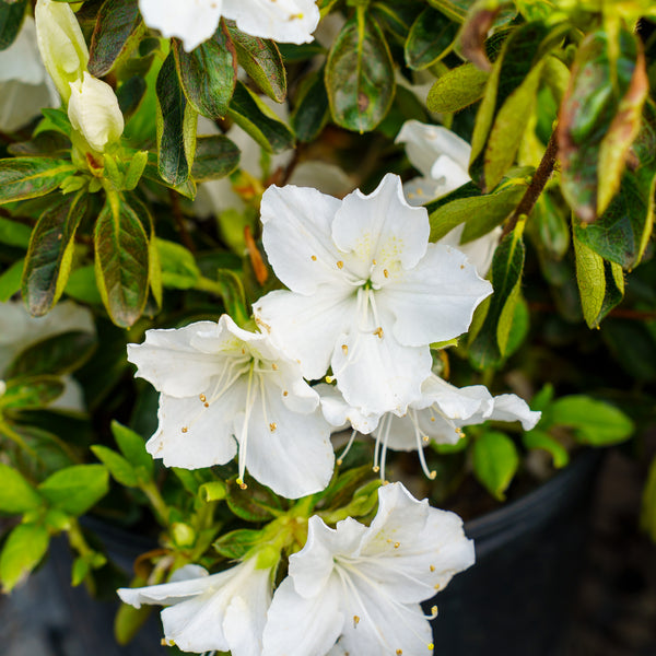 Deleware Valley White Azalea